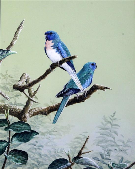 Alan M. Hunt (1947-) Parakeets on a branch 13.5 x 10.5in.